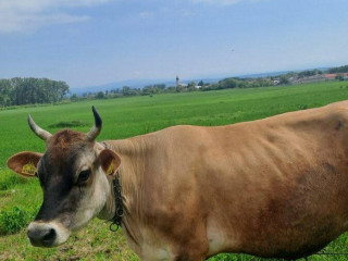 jersey-krava