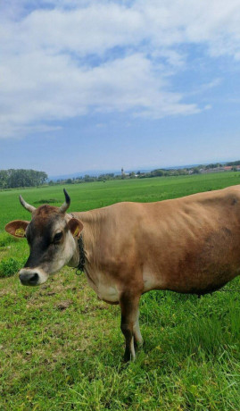 jersey-krava-big-0