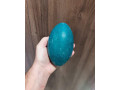 predam-emu-vajicka-small-0