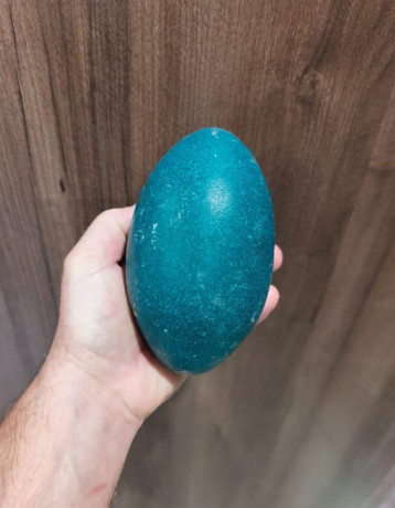 predam-emu-vajicka-big-0