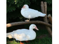 cinske-kacky-small-1