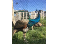predam-pavy-small-3