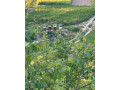 predaj-vcelich-matiek-f1-linia-sklenar-a-pliesovcanka-small-1