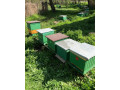 vcely-vcelie-rodiny-spolu-s-ulom-b10-small-0