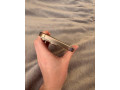 iphone-16-pro-max-512gb-small-4