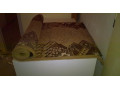 predame-kvalitne-koberce-behuny-small-1