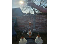 predam-lustre-small-2