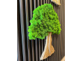 machovy-strom-65x60-cm-small-3