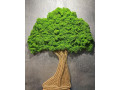 machovy-strom-110x90-cm-small-0