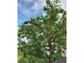 bio-ceresne-small-0