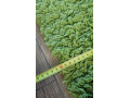 koberceky-small-2