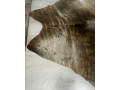 hovadzia-koza-small-1