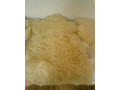 ovcie-koze-small-1
