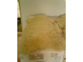 ovcie-koze-small-0