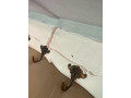 in29-vesiak-masiv-uprava-bielou-farbou-bazar-27x130x27-small-4