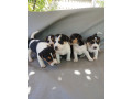 jack-russel-terier-small-2