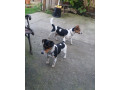 jack-russel-terier-small-0