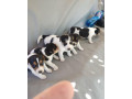 jack-russel-terier-small-3