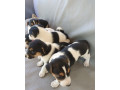 jack-russel-terier-small-4