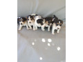 jack-russel-terier-small-1