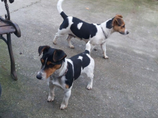 jack-russel-terier