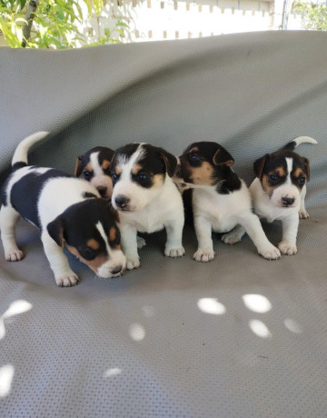 jack-russel-terier-big-2