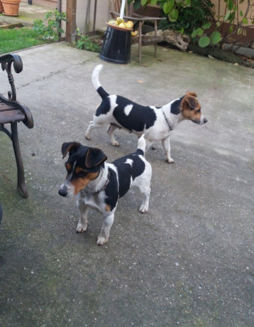 jack-russel-terier-big-0