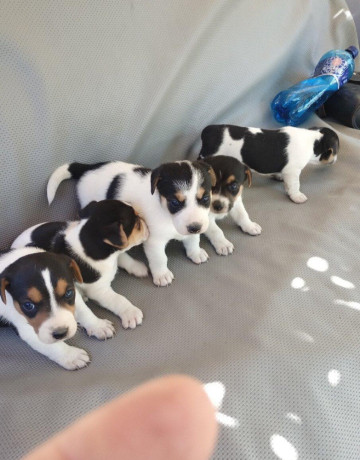 jack-russel-terier-big-3