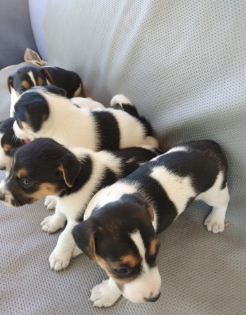 jack-russel-terier-big-4