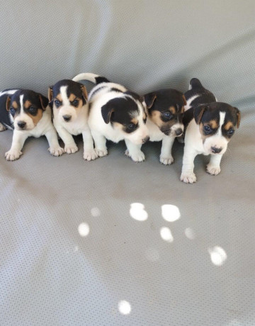 jack-russel-terier-big-1