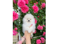 pomeranian-small-1