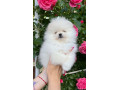 pomeranian-small-2