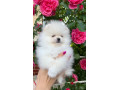 pomeranian-small-0