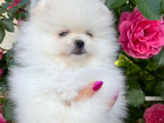 pomeranian