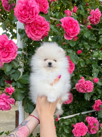 pomeranian-big-1