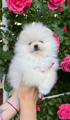 pomeranian-big-2