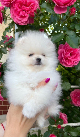 pomeranian-big-0