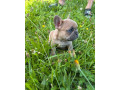 francuzky-buldocek-small-4