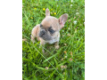 francuzky-buldocek-small-0