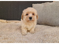 maltipoo-small-4