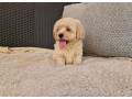 maltipoo-small-1