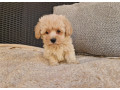 maltipoo-small-2