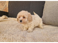 maltipoo-small-3