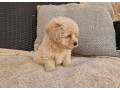 maltipoo-small-0