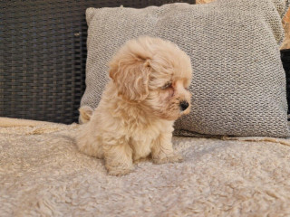 maltipoo