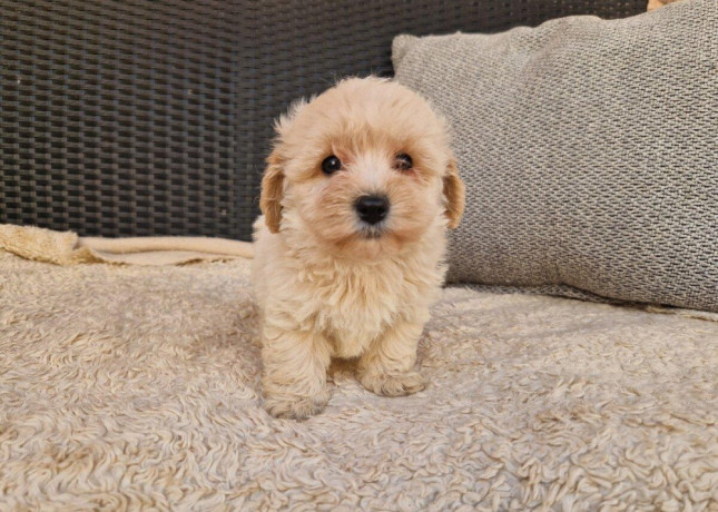 maltipoo-big-4
