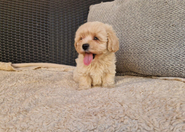 maltipoo-big-1