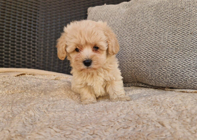 maltipoo-big-2
