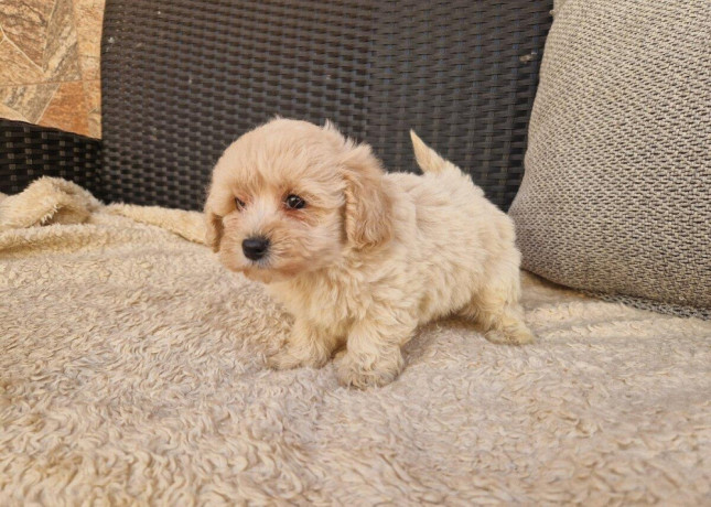 maltipoo-big-3