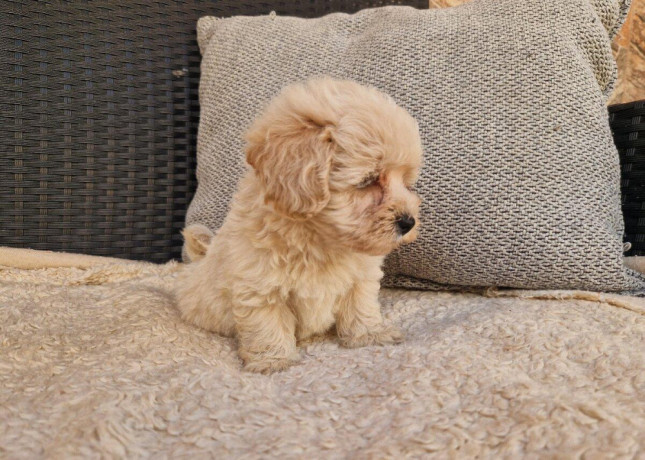 maltipoo-big-0